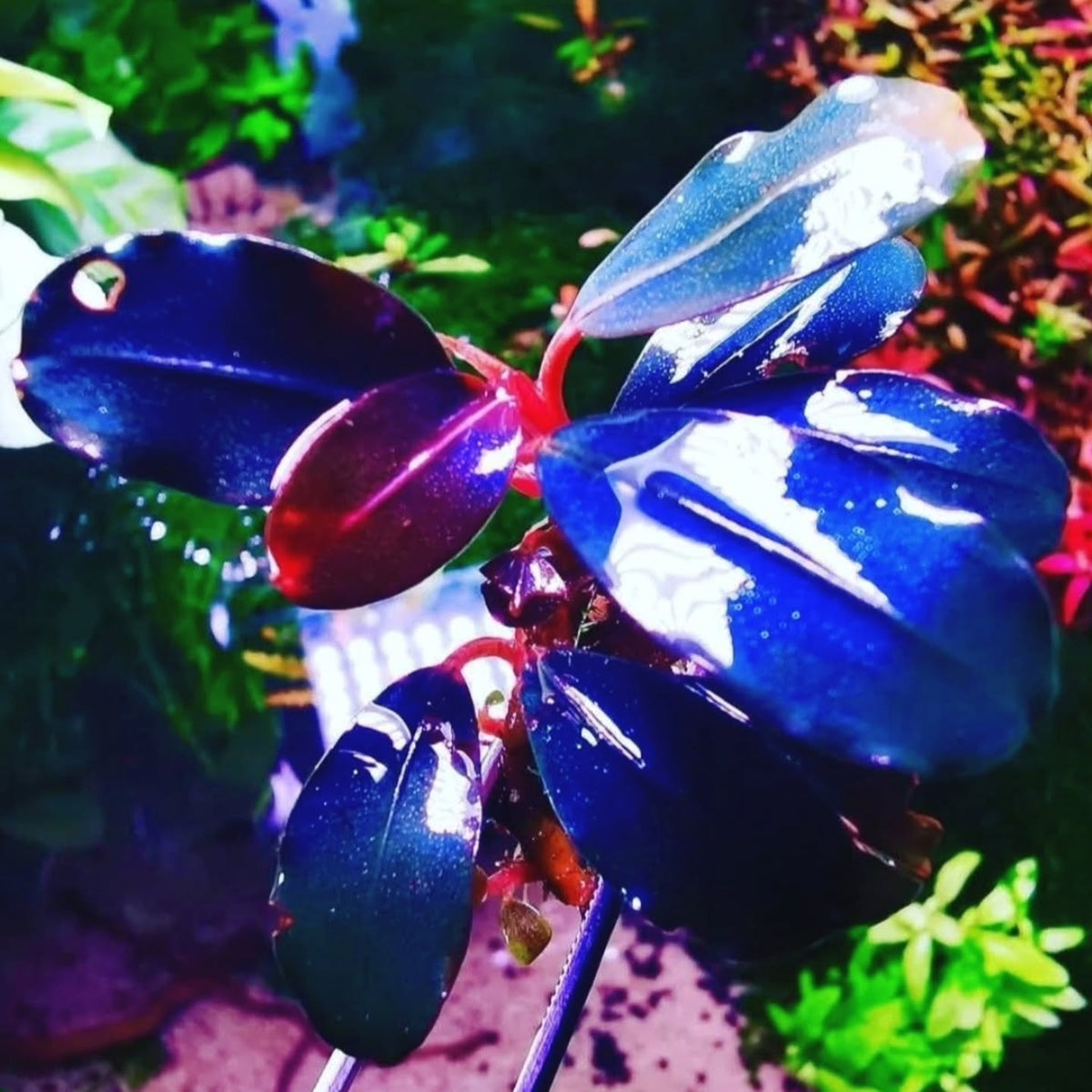 Instagram post by @aquascapebarendrecht