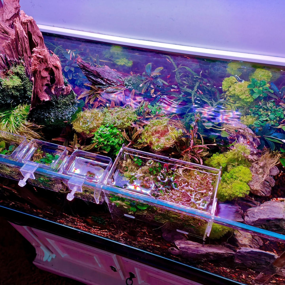 Instagram post by @aquascapebarendrecht