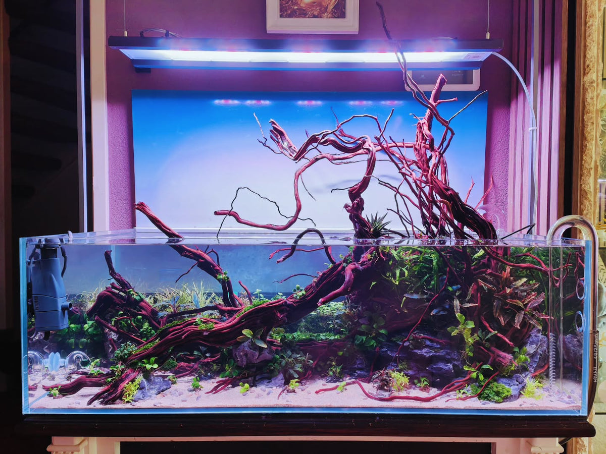 Ανάρτηση στο Instagram από @aquascapebarendrecht
