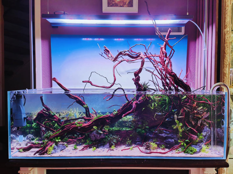 Ανάρτηση στο Instagram από @aquascapebarendrecht