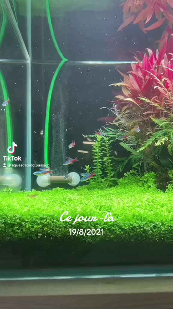 Βίντεο στο TikTok από @aquascaping.passion