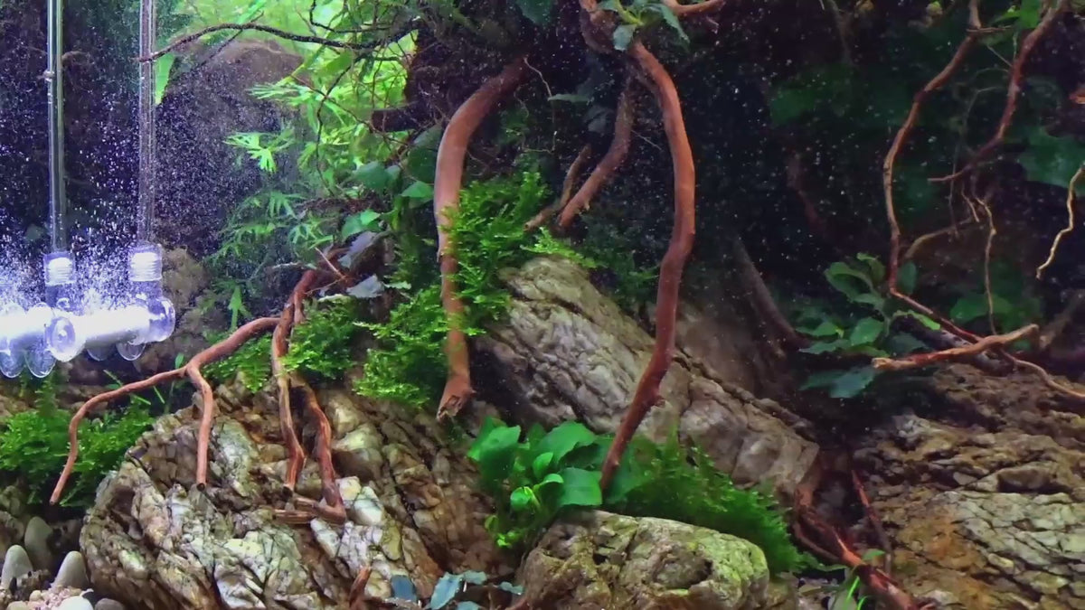 Φόρτωση βίντεο: Bubbles like dust: Bazooka in-tank and inline diffusers turn CO2 into a fine mist