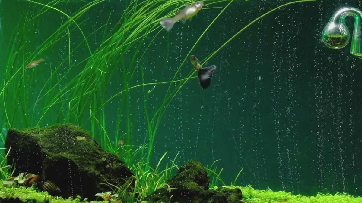 Φόρτωση βίντεο: The most advanced CO2 systems for planted aquariums: dual-stage regulators, diffusers and complete kits